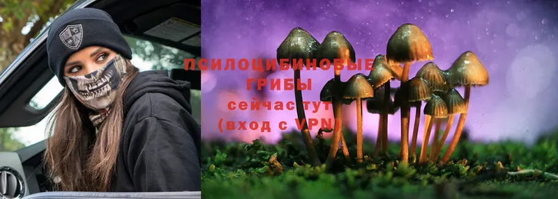 мориарти как зайти  Новосокольники  Псилоцибиновые грибы Magic Shrooms 